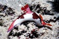 Nembrotha (Nembrotha purpureolineata)