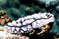 Nudibranchio (Phyllidiopsis pipeki)