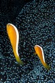 Pesce pagliaccio arancione (Amphiprion sandaracinos)