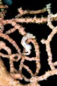 Cavalluccio marino pigmeo (Hippocampus denise)