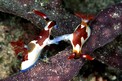 Nembrotha (Nembrotha purpureolineata)