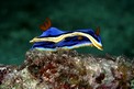 Chromodoris di anna (Chromodoris annae)