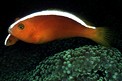 Pesce pagliaccio arancione (Amphiprion sandaracinos)