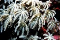 Alcionario (Anthelia glauca)