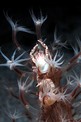 Granchio della pennatula (Porcellanella triloba)