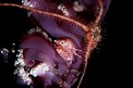 Granchio della pennatula (Porcellanella triloba)