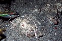 Pesce pietra (Synanceia verrucosa)