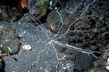 Verme tentacolato (Loimia medusa)