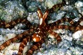 Wonderpus (Octopus species 20)