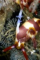 Nembrotha (Nembrotha purpureolineata)