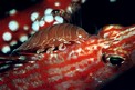 Isopode parassita (Anilocra sp.)