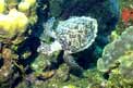 Tartaruga (Eretmochelys imbricata)