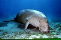 Dugongo (Dugong dugon)