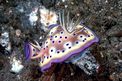 Chromodoris kuniei (Chromodoris kuniei)