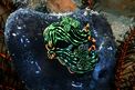 Nembrotha (Nembrotha kubaryana)