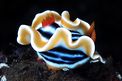 Chromodoris magnifica (Chromodoris magnifica)