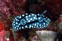 Nudibranco (Aldisa williamsi)