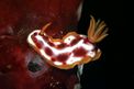 Nudibranchio (Hypselodoris purpureomaculosa)