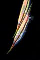 Pesce rasoio rigido (Centriscus scutatus)