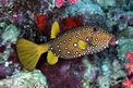 Pesce scatola cubo (Ostracion cubicus)