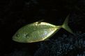 Carango dorato (Carangoides bajad)