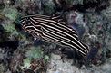 Pesce saponetta (Grammistes sexlineatus)