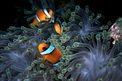 Pesce pagliaccio (Amphiprion bicinctus)