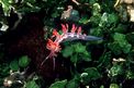 Flabellina linea rossa (Flabellina rubrolineata)