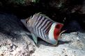 Pesce farfalla coda rossa (Chaetodon paucifasciatus)