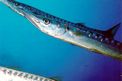 Barracuda (Sphyraena sp.)