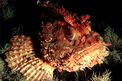 Scorfano rosso (Scorpaena scrofa)