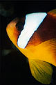 Pesce pagliaccio (Amphiprion bicinctus)