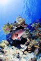 Cernia dei coralli del Mar rosso (Plectropomus pessuliferus marisrubri)
