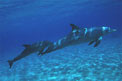 Tursiope (Tursiops truncatus)