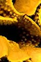 Madrepora gialla ondulata (Turbinaria reniformis)
