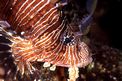 Pesce cobra (Pterois miles)