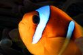 Pesce pagliaccio (Amphiprion bicinctus)