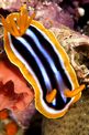 Nudibranchio pigiama (Chromodoris quadricolor)