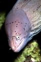 Murena grigia (Siderea grisea)