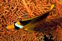 Pesce farfalla fasciato (Chaetodon fasciatus)