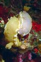 Doride dipinto (Hypselodoris picta)