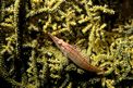 Pesce falco muso lungo (Oxycirrhites typus)