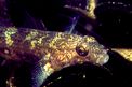 Ghiozzo nero (Gobius niger)