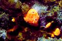 Sinascidia rossa (Polysyncraton lacazei)