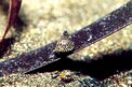 Gasteropode (Jujubinus exasperatus)