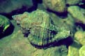 Murice troncato (Hexaplex trunculus)