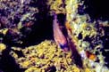 Re di triglie (Apogon imberbis)
