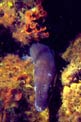 Grongo (Conger conger)