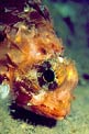 Scorfanotto (Scorpaena notata)