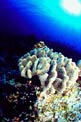 Corallo di cuoio (Sarcopyton trocheliophorum)